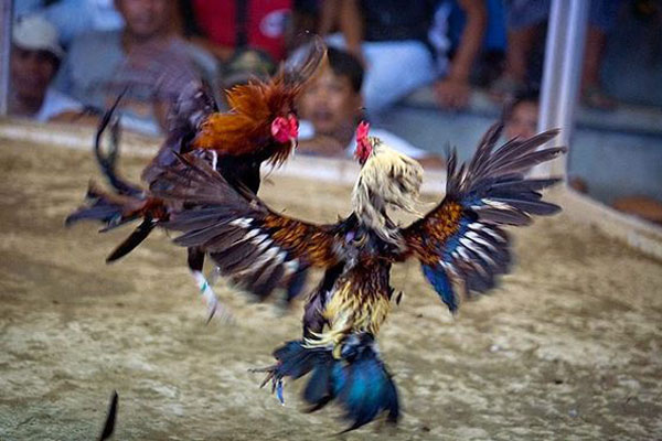 sabung ayam Filipina