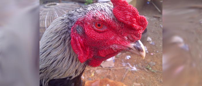 Ciri Sabung Ayam Jengger Mawar Ayam Aduan Tertua di Dunia