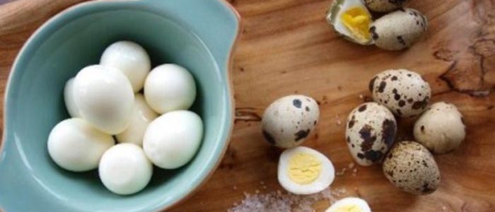 Khasiat Telur Puyuh Untuk Stamina Ayam Aduan