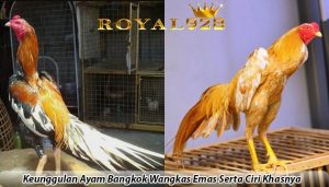 Keunggulan Ayam Bangkok Wangkas