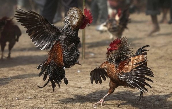 5 Jenis Ayam Petarung Yang Banyak Di Cari