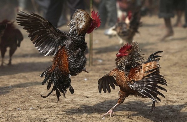 5 Jenis Ayam Petarung Yang Banyak Di Cari