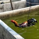 Cara Memperpanjang Nafas Ayam Bangkok Aduan