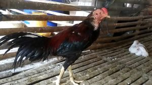 Cara Mengobati Ayam Bangkok Sakit Pada Organ Pencernaan