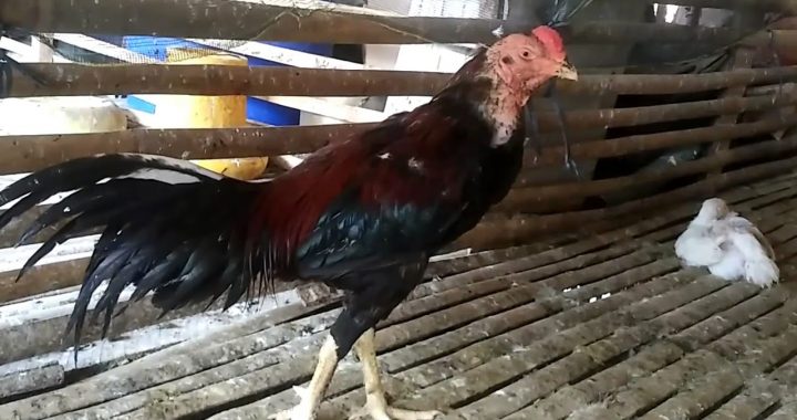 Cara Mengobati Ayam Bangkok Sakit Pada Organ Pencernaan