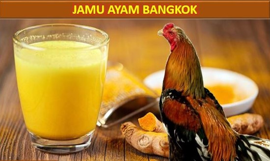 Jamu Herbal Ayam Bangkok Aduan
