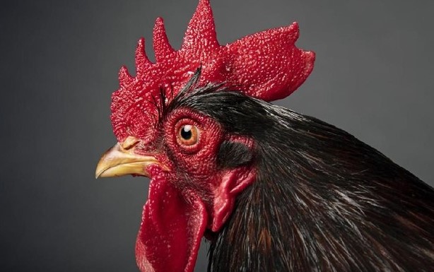 Jengger Ayam Aduan Yang Paling Banyak Diminati