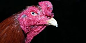 Mata Ayam Bangkok Aduan Yang Mematikan Lawan