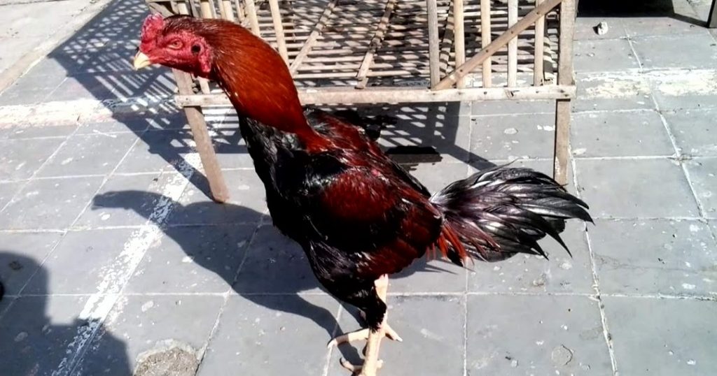 Rahasia Cara Pelihara Ayam Bangkok Aduan Yang Baik dan Benar
