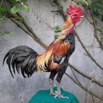 Sejarah Kawin Silang Ayam Pamagon Dari Ayam Magon