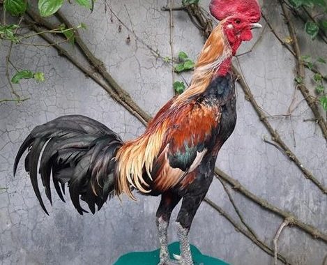 Sejarah Kawin Silang Ayam Pamagon Dari Ayam Magon